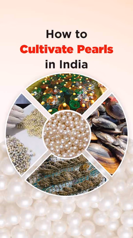 How to Cultivate Pearls in India: A Beginner’s Guide to Pearl Farming Video