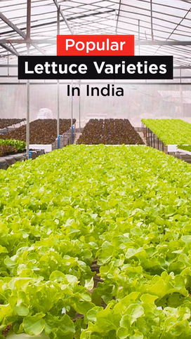 Popular Lettuce Varieties in India Video