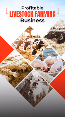 Profitable Livestock Farming Businesses Video
