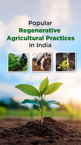 Popular Regenerative Agricultural Practices in India: Restoring Soil, Reviving Sustainability Video