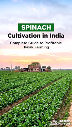 Spinach Cultivation in India: Complete Guide to Profitable Palak Farming Video