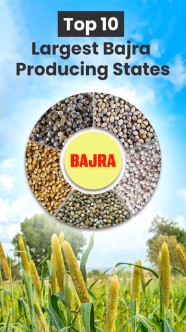 Top 10 Largest Bajra Producing States Video