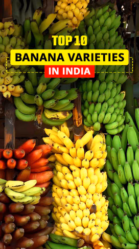 Top 10 Banana Varieties in India Video