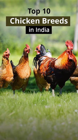 Top 10 Chicken Breeds in India Video
