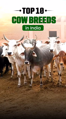 Most Popular Cow Breeds in India Video