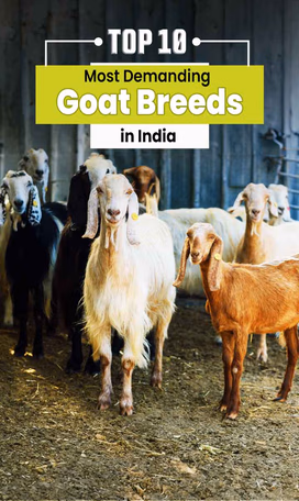 Top 10 Most Demanding Goat Breeds in India Video