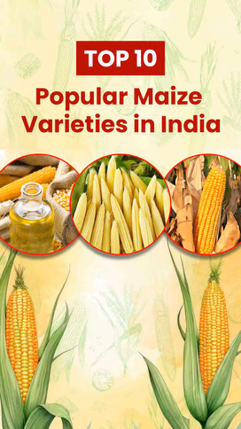 Top 10 Popular Maize Varieties in India Video