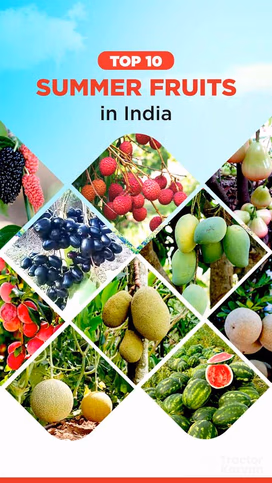 Top 10 Summer Fruits in India That Keep You Cool and Healthy Video