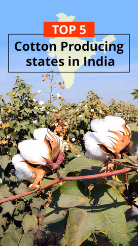 Top 5 Cotton producing states in India Video
