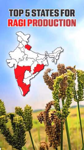 Top 5 States for Ragi Production Video
