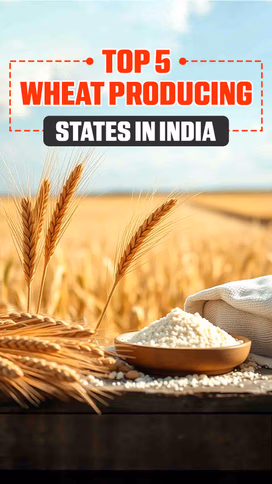 Top 5 Wheat Producing States in India Video