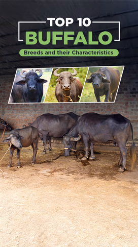 Details about Indian Buffalo Breeds Video