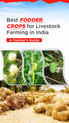 Best Fodder Crops for Livestock Farming in India – A Farmer’s Guide Video