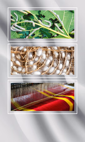 Largest Silk Producing States in India Video