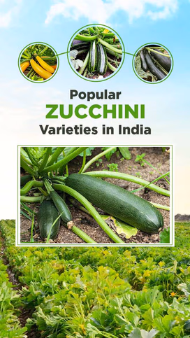 Popular Zucchini Varieties in India: Top Picks for Profitable Farming Video