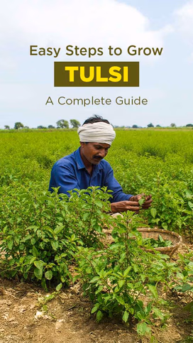 Easy Steps to Grow Tulsi: A Complete Guide Video