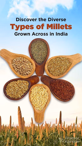 Discover the Diverse Types of Millets Grown Across India Video