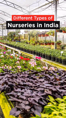 Different Types of Nurseries in India: Foundations of Healthy Plant Growth Video