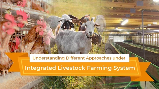 Understanding Different Approaches Under Integrated Livestock Farming System