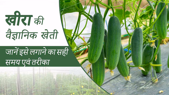 खीरा की वैज्ञानिक खेती: जानें इसे लगाने का सही समय एवं तरीका