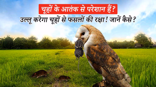 चूहों के आतंक से परेशान हैं तो बुलाएं उल्लू, जानें कैसे करेगा ये चूहों से आपकी फसलों की रक्षा चूहों के आतंक से परेशान हैं तो बुलाएं उल्लू, जानें कैसे करेगा ये चूहों से आपकी फसलों की रक्षा