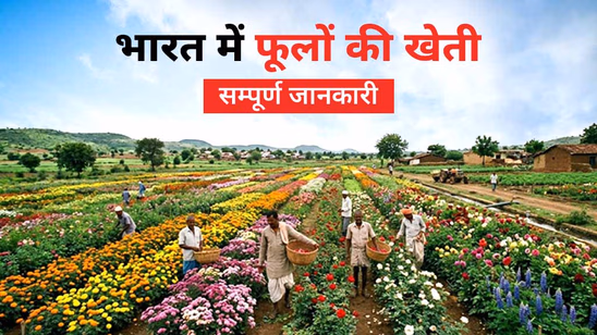 फूलों की खेती कैसे शुरू करें? जानें लागत, मुनाफ़ा एवं बाजार की पूरी जानकारी