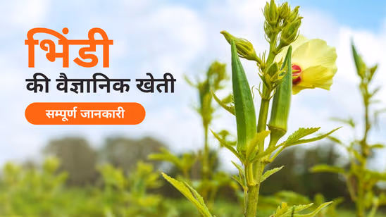 भिंडी की वैज्ञानिक खेती: जानें मिट्टी की तैयारी से लेकर फल की तुड़ाई तक की पूरी प्रक्रिया