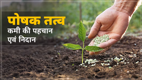 जानें कैसे करें फसलों में पोषक तत्वों की कमी की पहचान एवं उनका निदान जानें कैसे करें फसलों में पोषक तत्वों की कमी की पहचान एवं उनका निदान