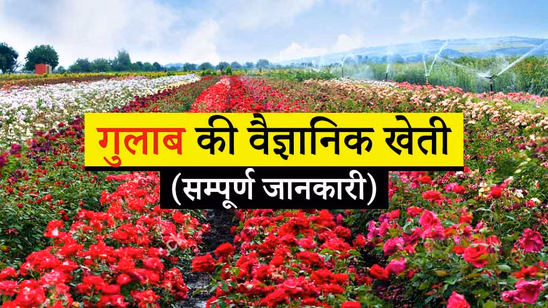गुलाब की वैज्ञानिक खेती: जानें मिट्टी की तैयारी से लेकर फूलों की तोड़ाई तक की सभी जरुरी बातें