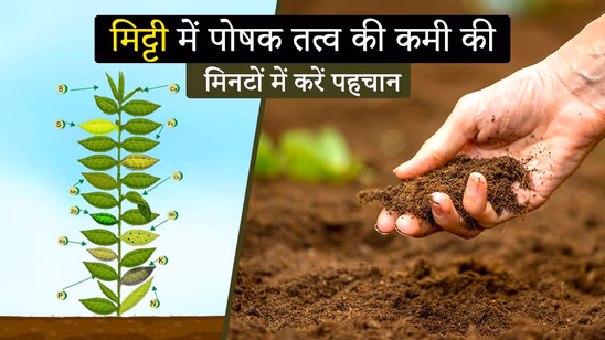 मिट्टी में पोषक तत्व की कमी की मिनटों में करें पहचान! जानें तरीके