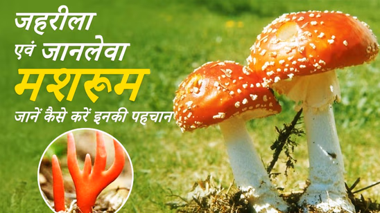 सावधान! भूलकर भी ना खाएं ये मशरूम, इसका सेवन है जानलेवा