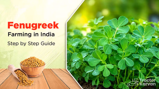 Fenugreek Farming in India: Step by Step Guide
