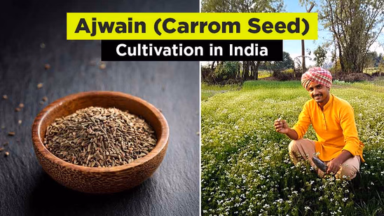 Ajwain (Carom Seed) Cultivation in India: Tip for Successful Farming Practices