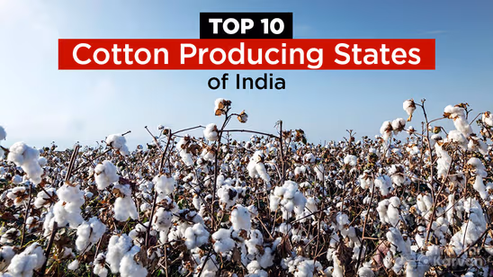 Top 10 Cotton Producing States of India in 2025