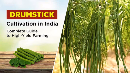 Drumstick Cultivation in India: Complete Guide to High-Yield Farming