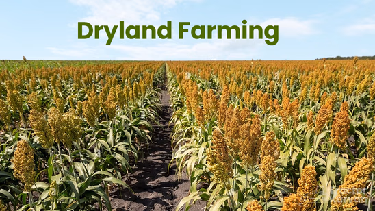 Dryland Farming in India: Maximizing Moisture in Drylands
