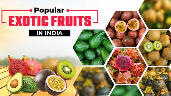 How to Cultivate Exotic Fruits? Scope & Popular Exotic Fruits