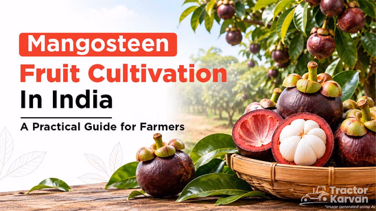 Mangosteen Fruit Cultivation in India: A Practical Guide for Farmers