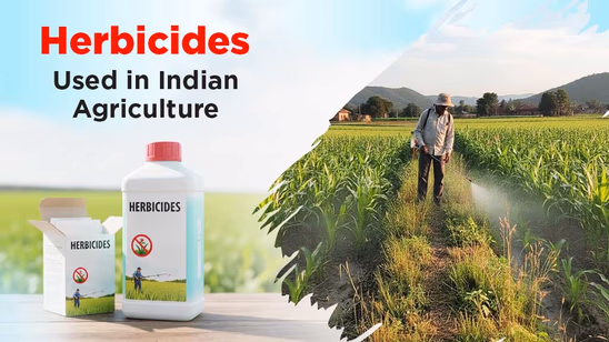 Herbicides in Indian Agriculture: Choosing the Right Solution for Weed Control