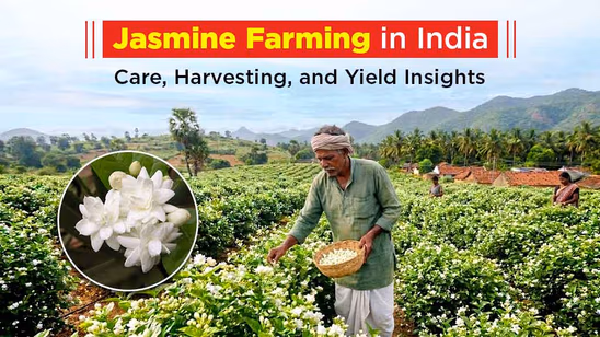 Jasmine Farming in India: Care, Harvesting, and Yield Insights