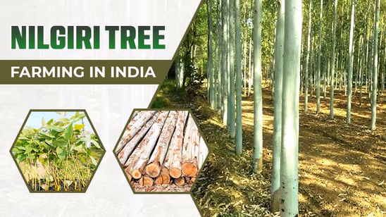 Nilgiri Tree Farming in India: A Smart Way to Cultivate Nilgiri