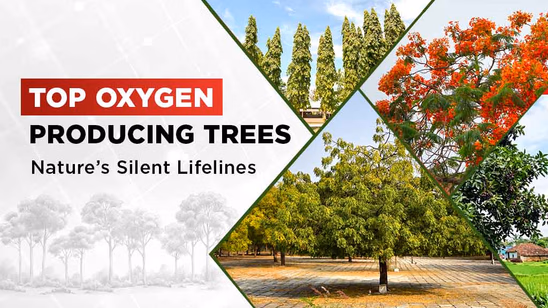 Top Oxygen Producing Trees: Nature’s Silent Lifelines