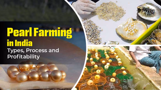 Pearl Farming in India: Types, Process and Profitability