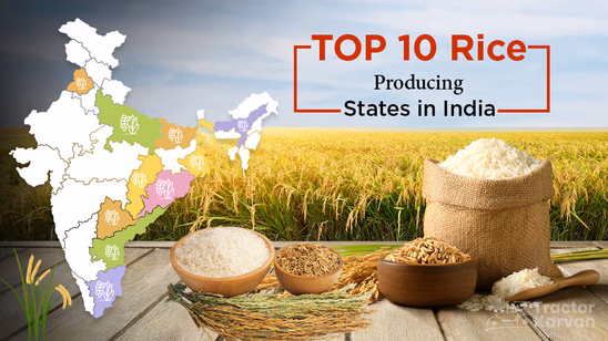 Top 10 Rice Producing States in India 2025