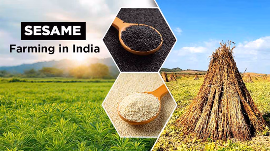 Sesame Farming in India: A Comprehensive Guide Sesame Farming in India: A Comprehensive Guide