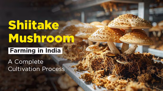 Shiitake Mushroom Farming in India: A Complete Cultivation Process