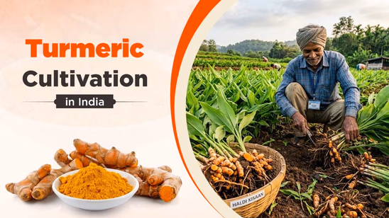 Turmeric cultivation in India