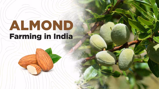 Guide to Almond Farming in India