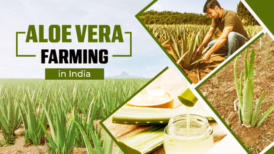 Aloe Vera Farming in India
