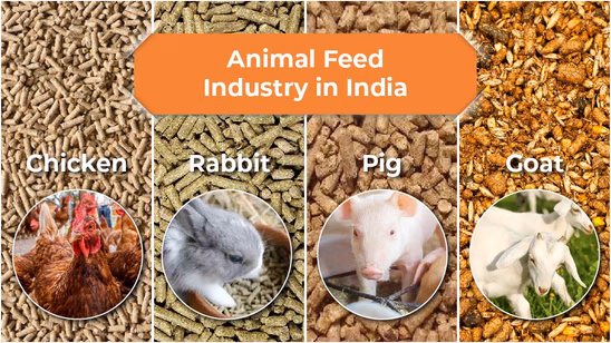 Animal Feed Industry in India: Status, Importance and Challenges